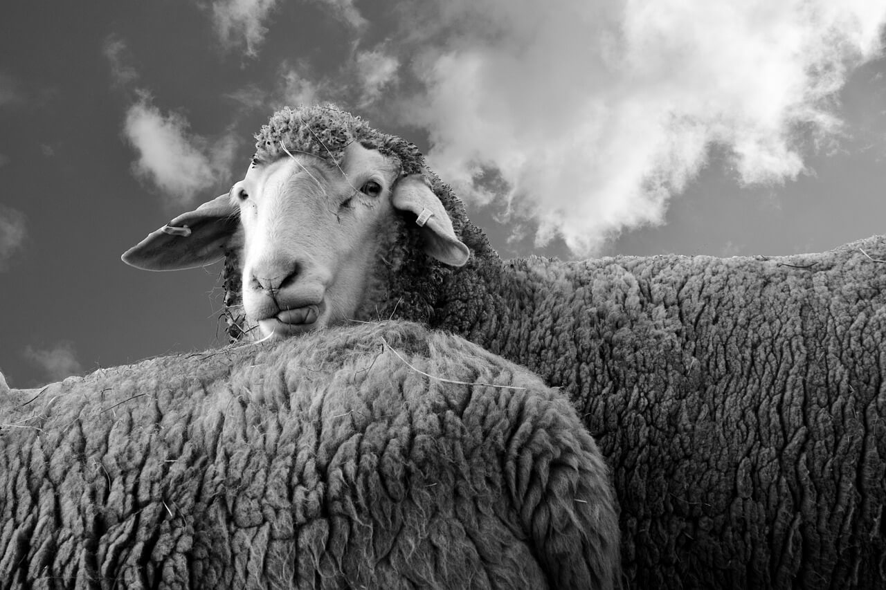 Institutional investors are just as stupid as retail investors